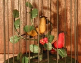MMM 2 Singvögel Vögel gelb & rot